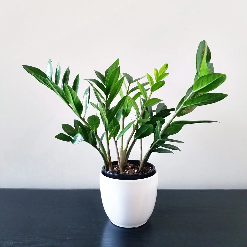 ZZ Plant 001 — AUTHENBLISSITY